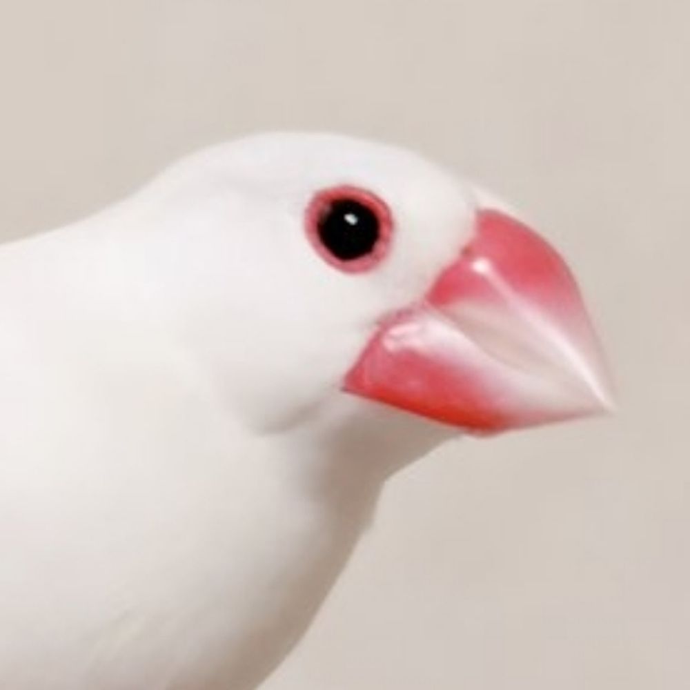 ゆきちか
