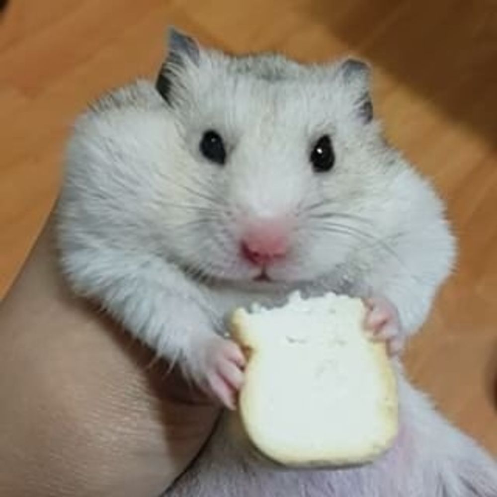 보끼