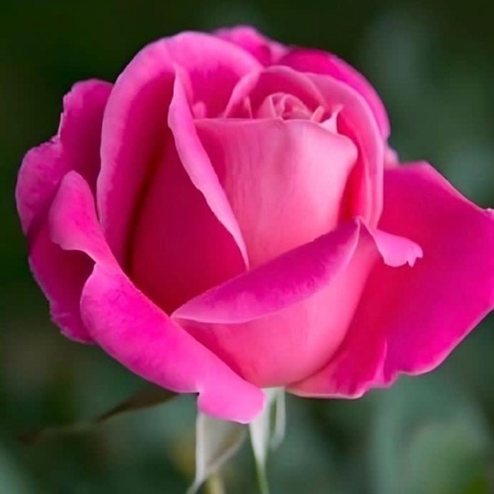  معلم🌺