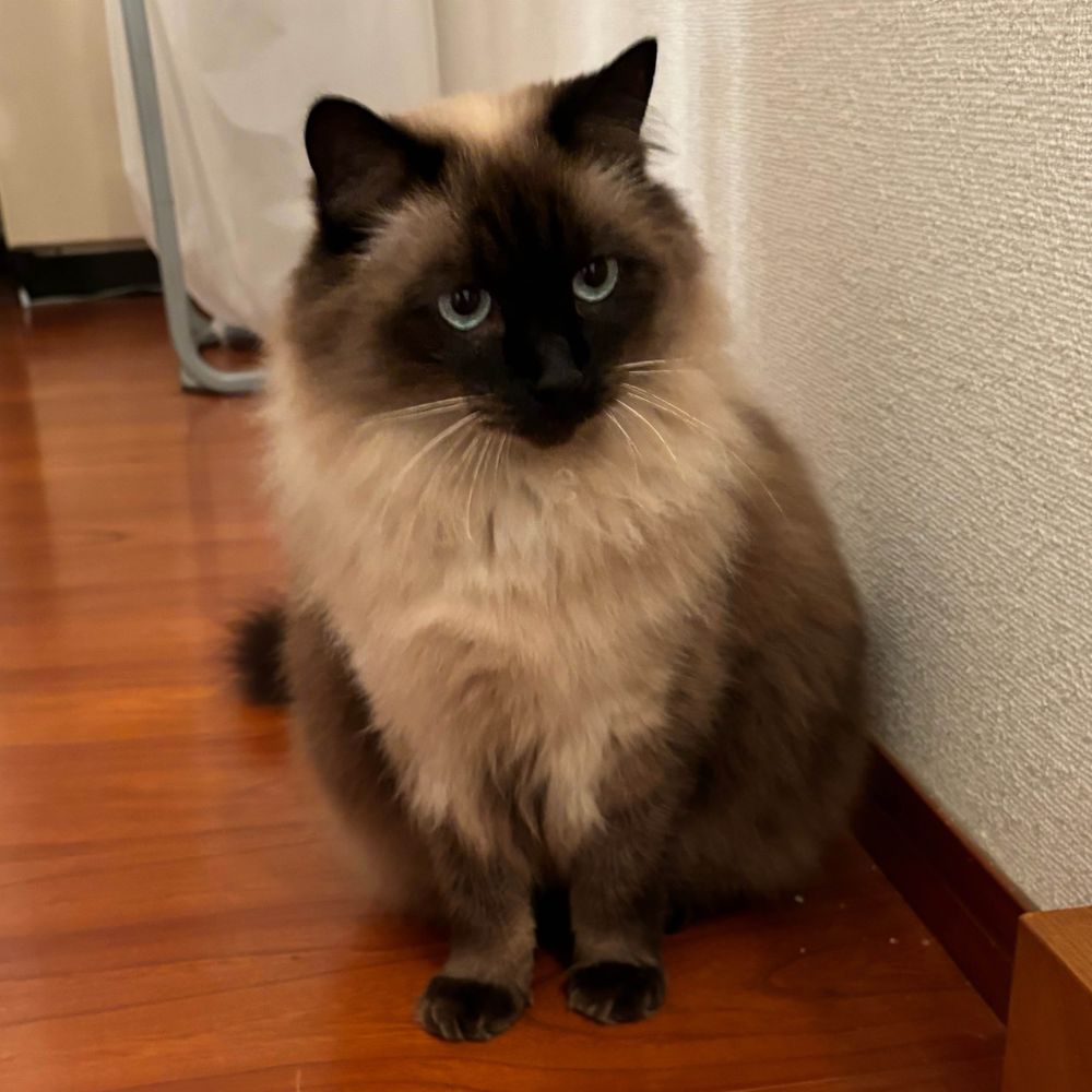 つんのすけ