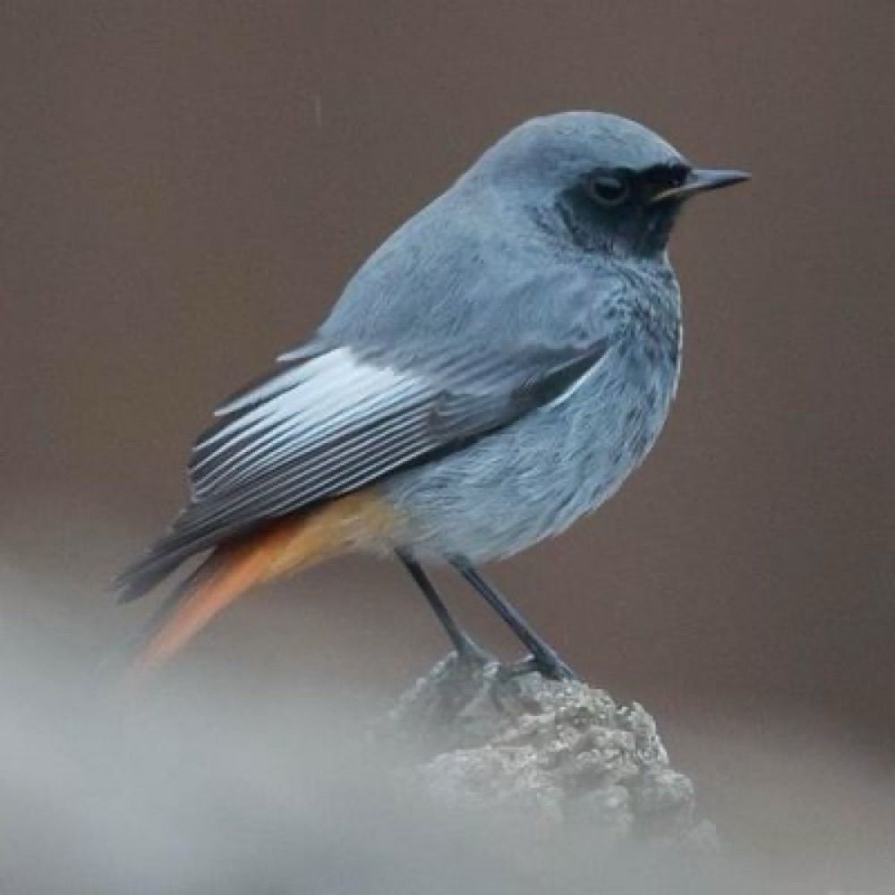 Birding Lothian