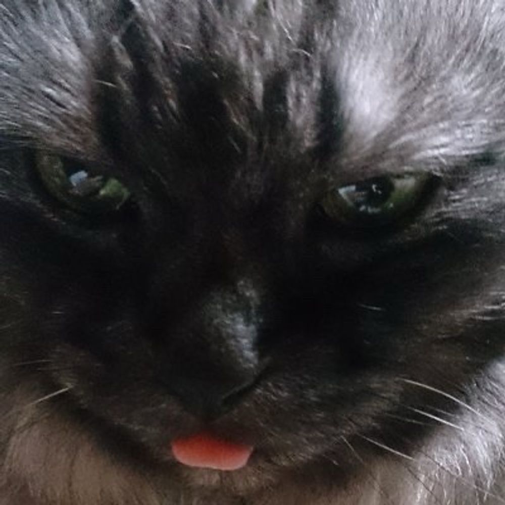 ゆき猫