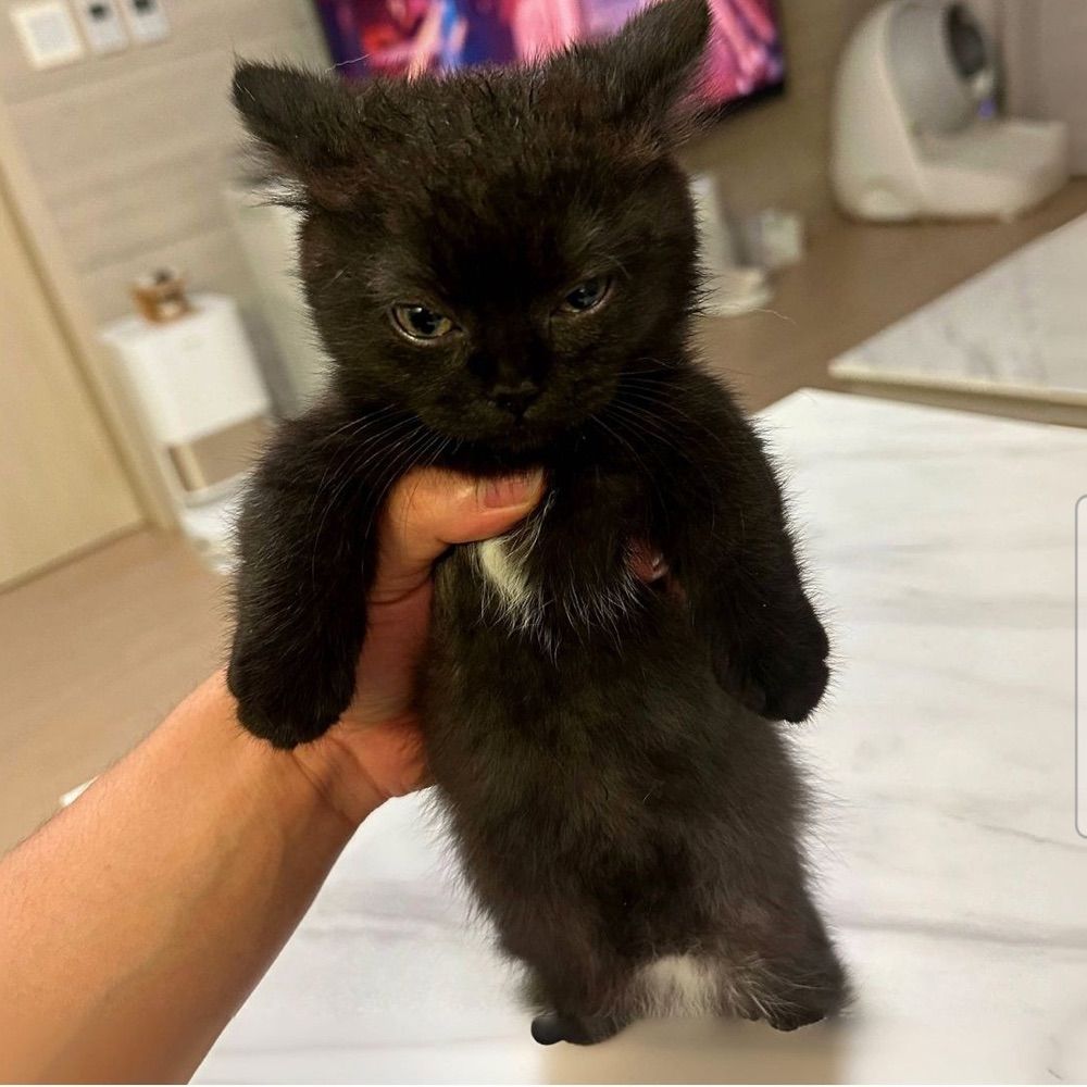 Kafka