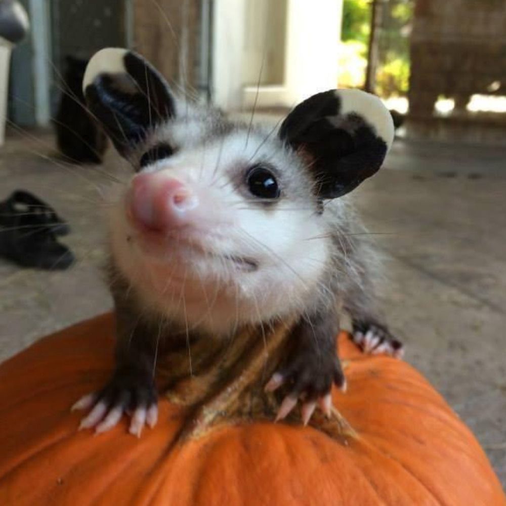 Ooooh Spooky Possum