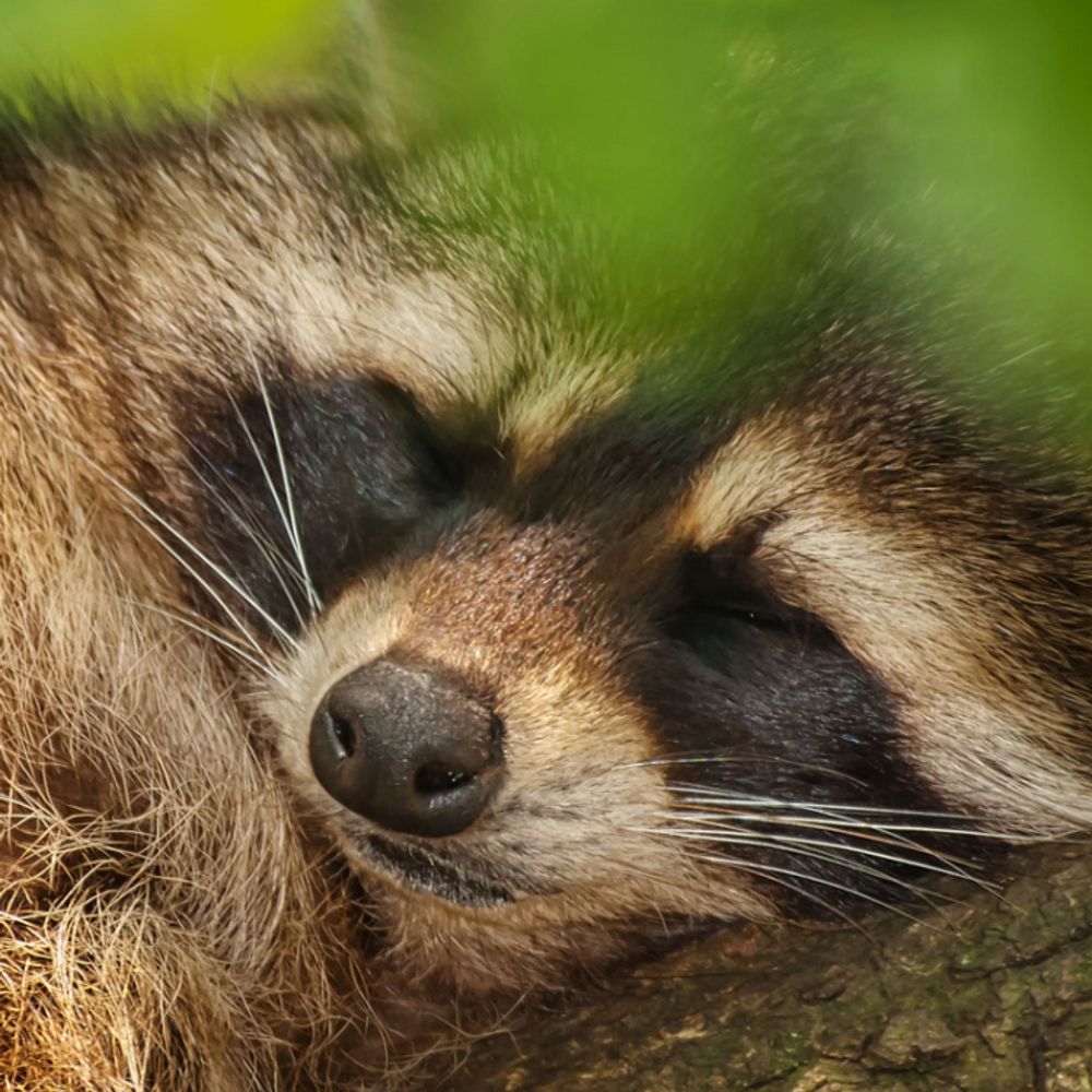 sleepyraccoon