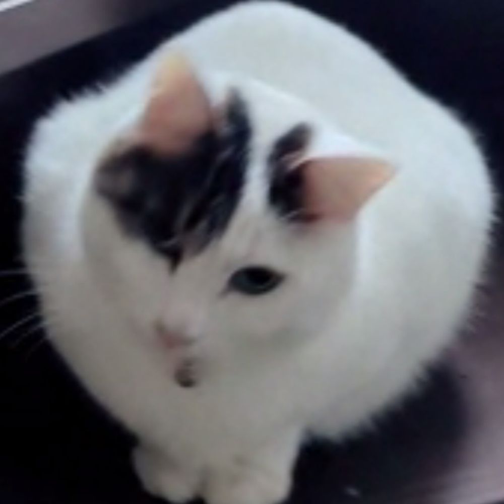 みちゅぴちゅ