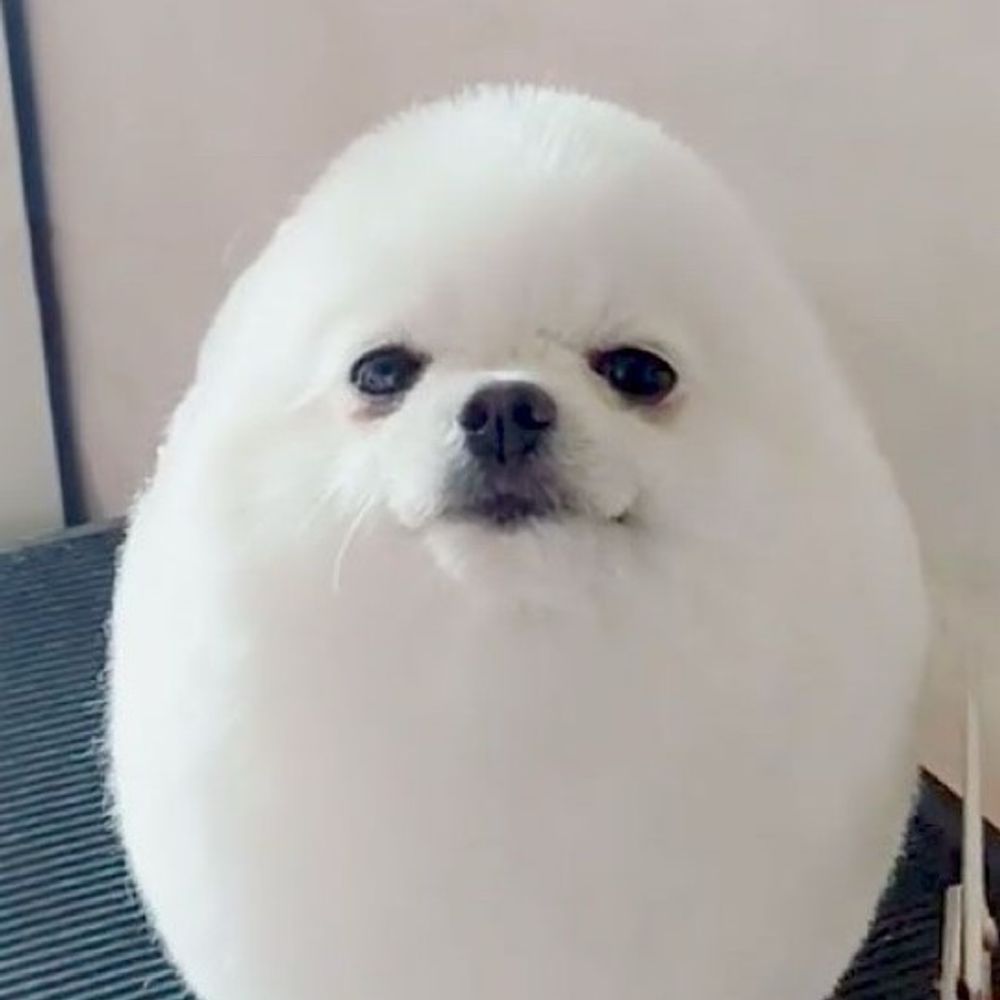 あざらしいぬ