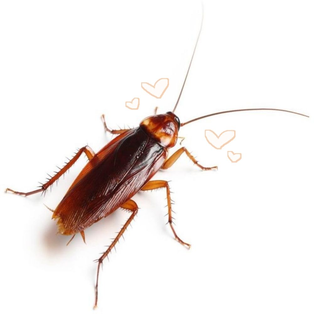 Silly Cockroach