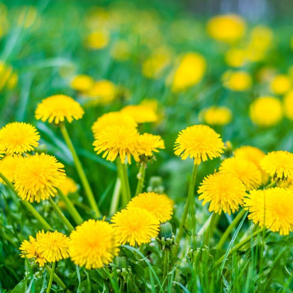River 瑩瑩 Dandelion