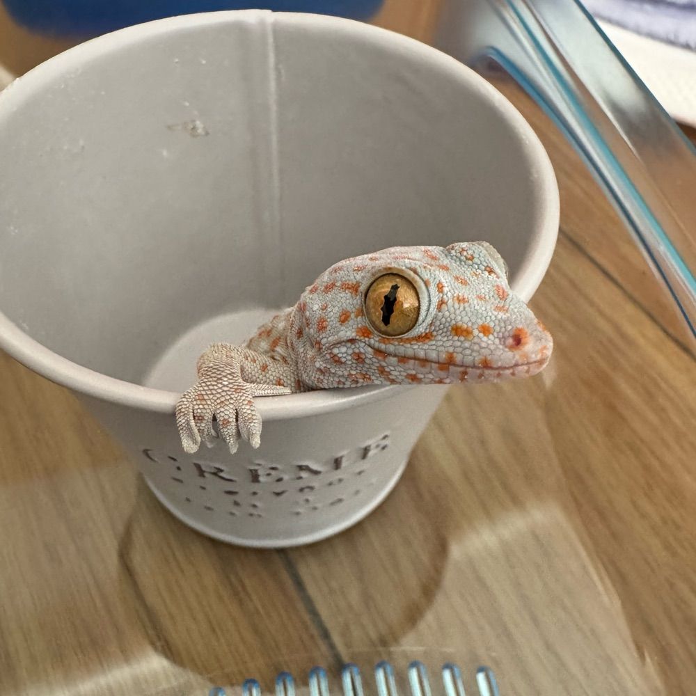 静