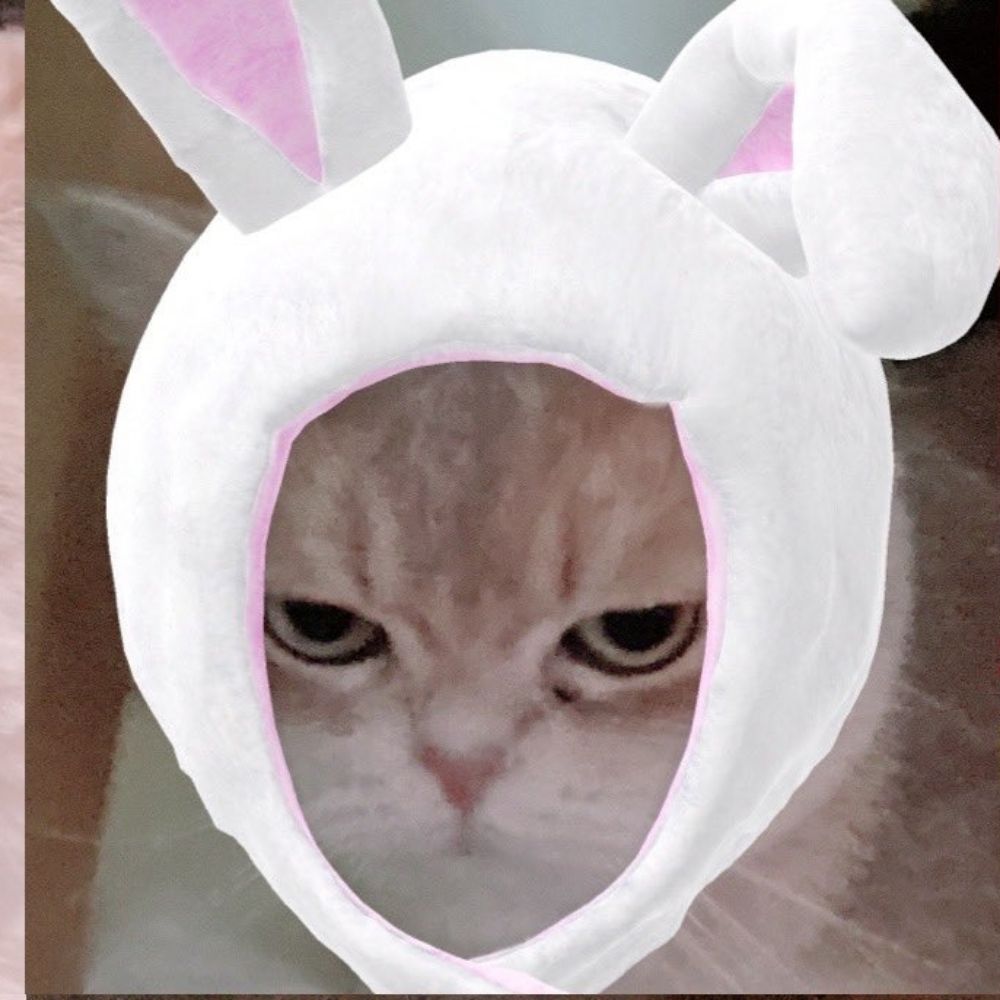 *+:｡.｡•⊹٭  𝙿𝚎𝚊𝚌𝚑𝚢  ٭⊹•｡.｡:+*