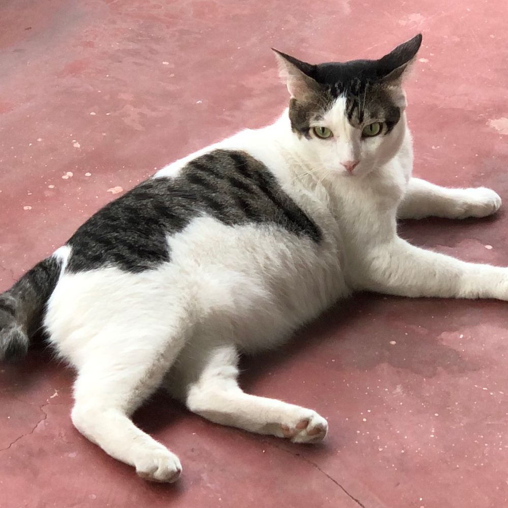 nongtokung 🥺🐈💫