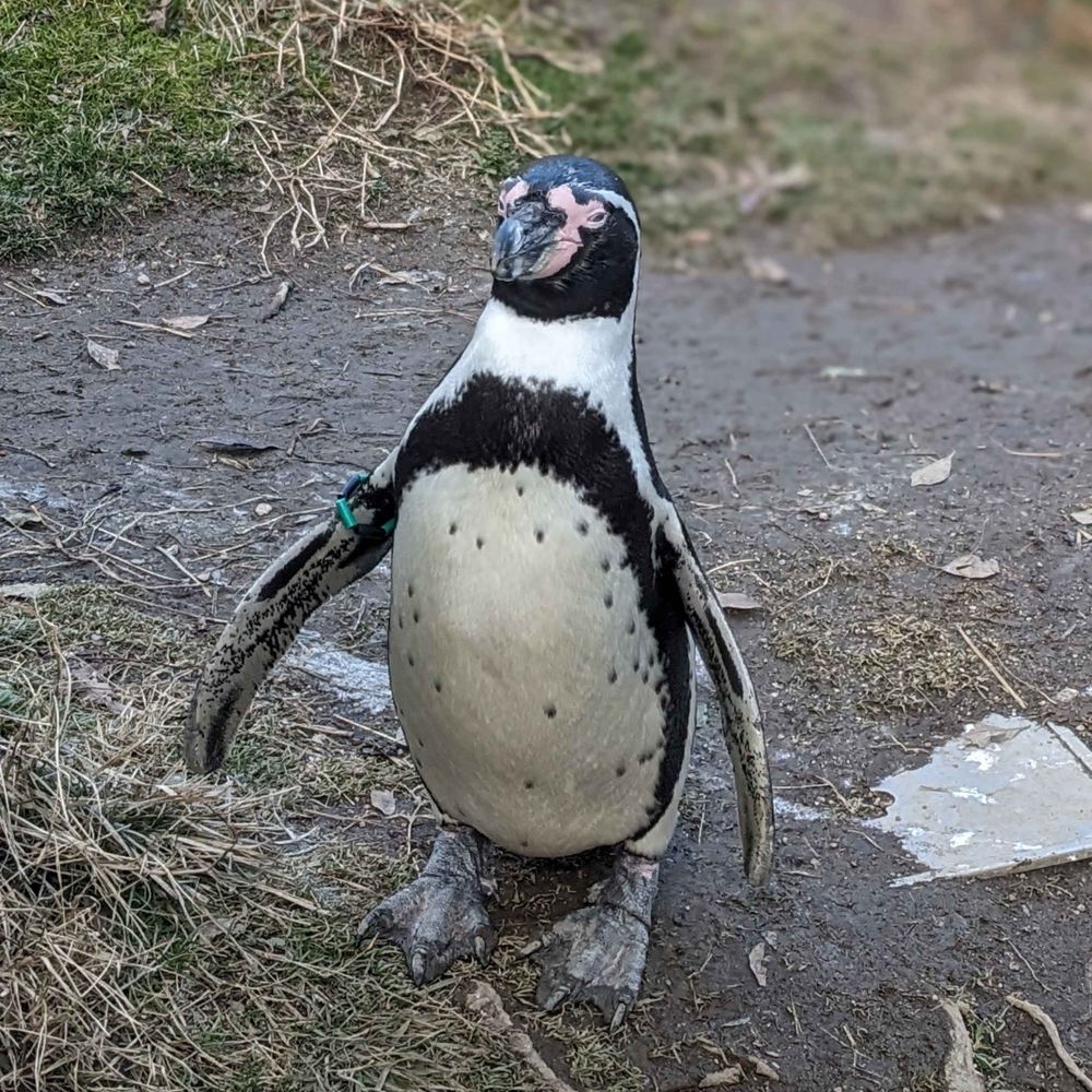 こめっこ