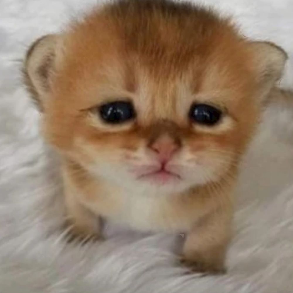 Small poo