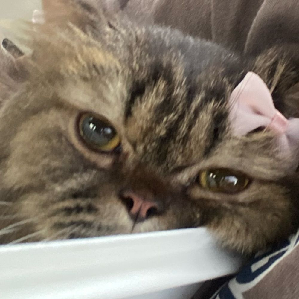 Glub