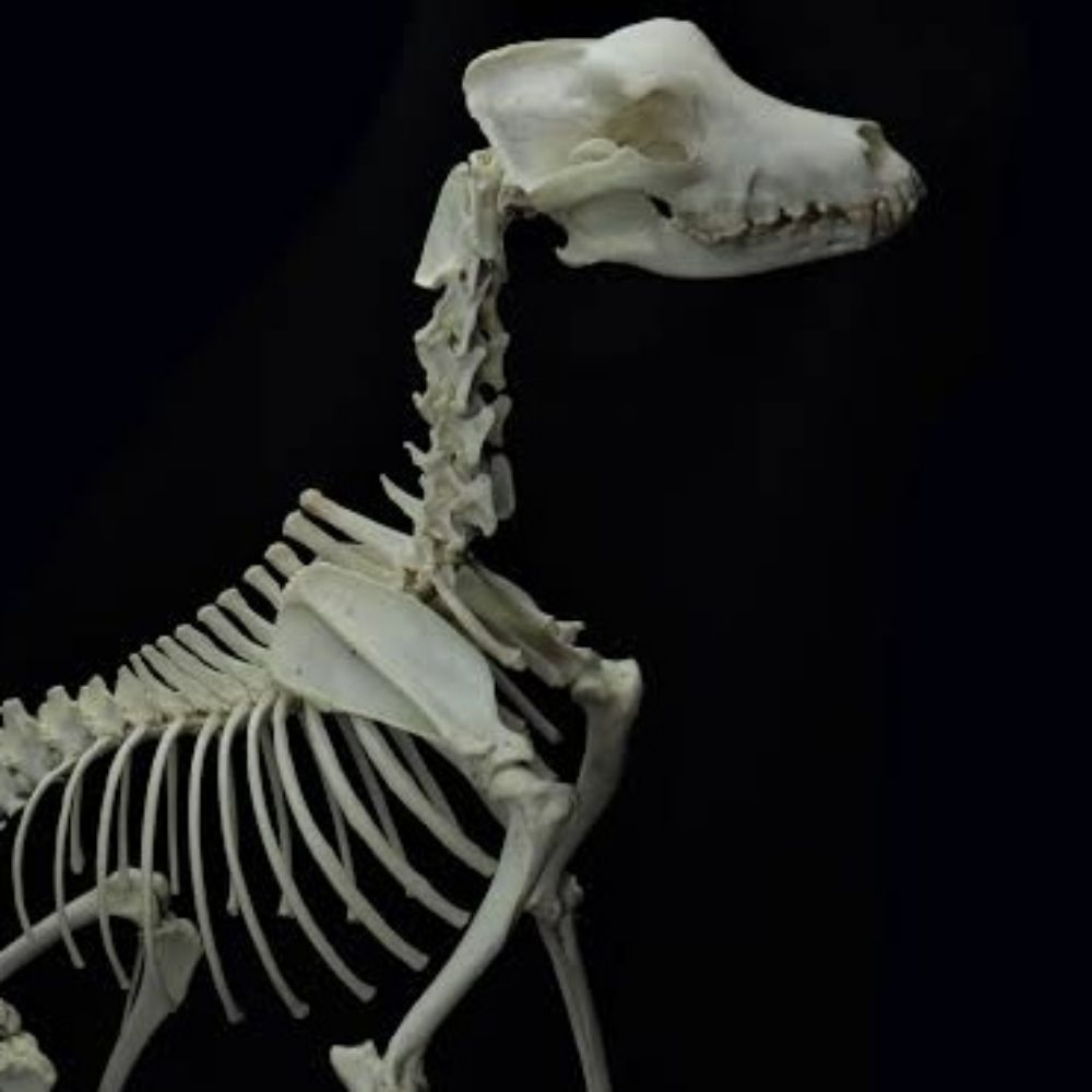 null 🦴