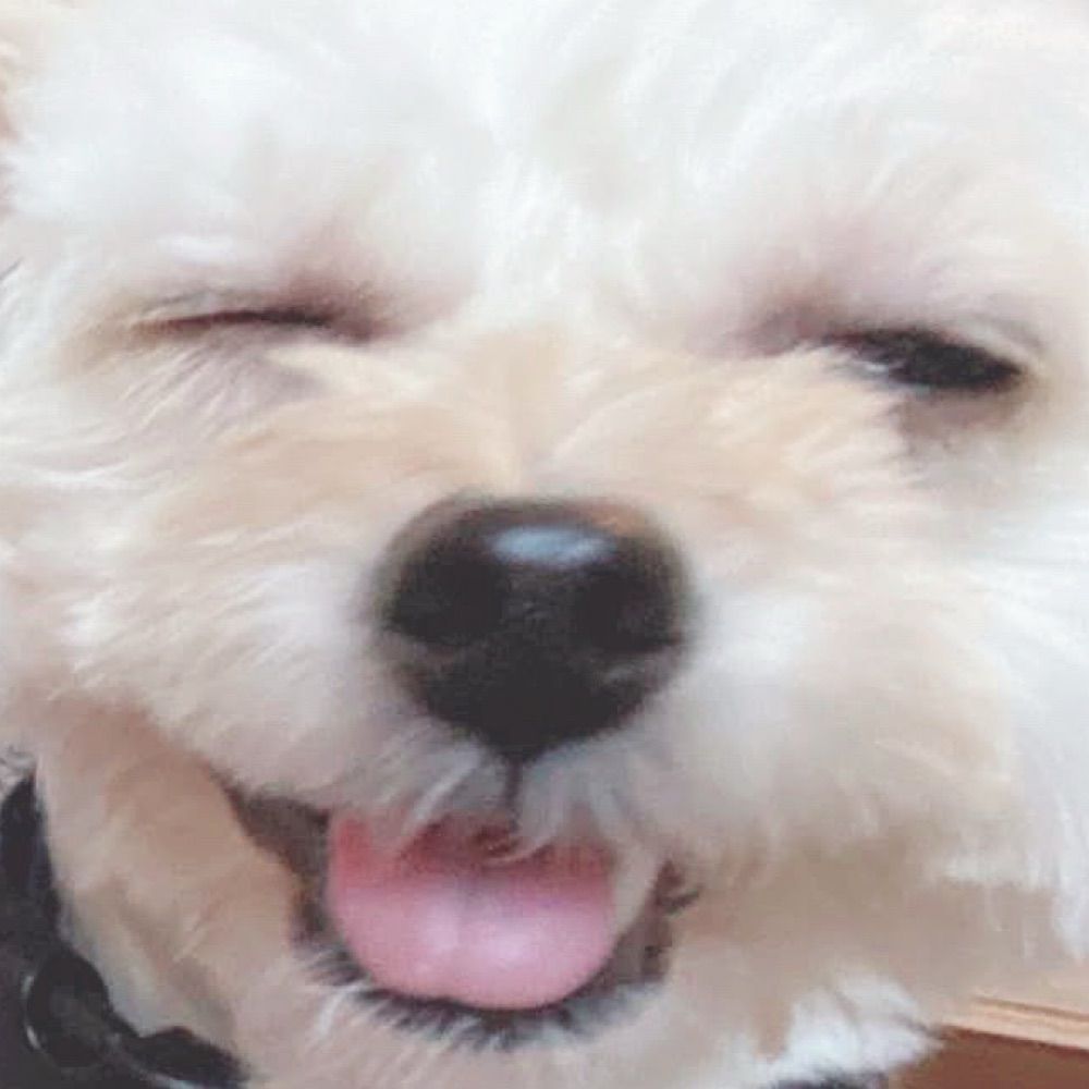 いぬ