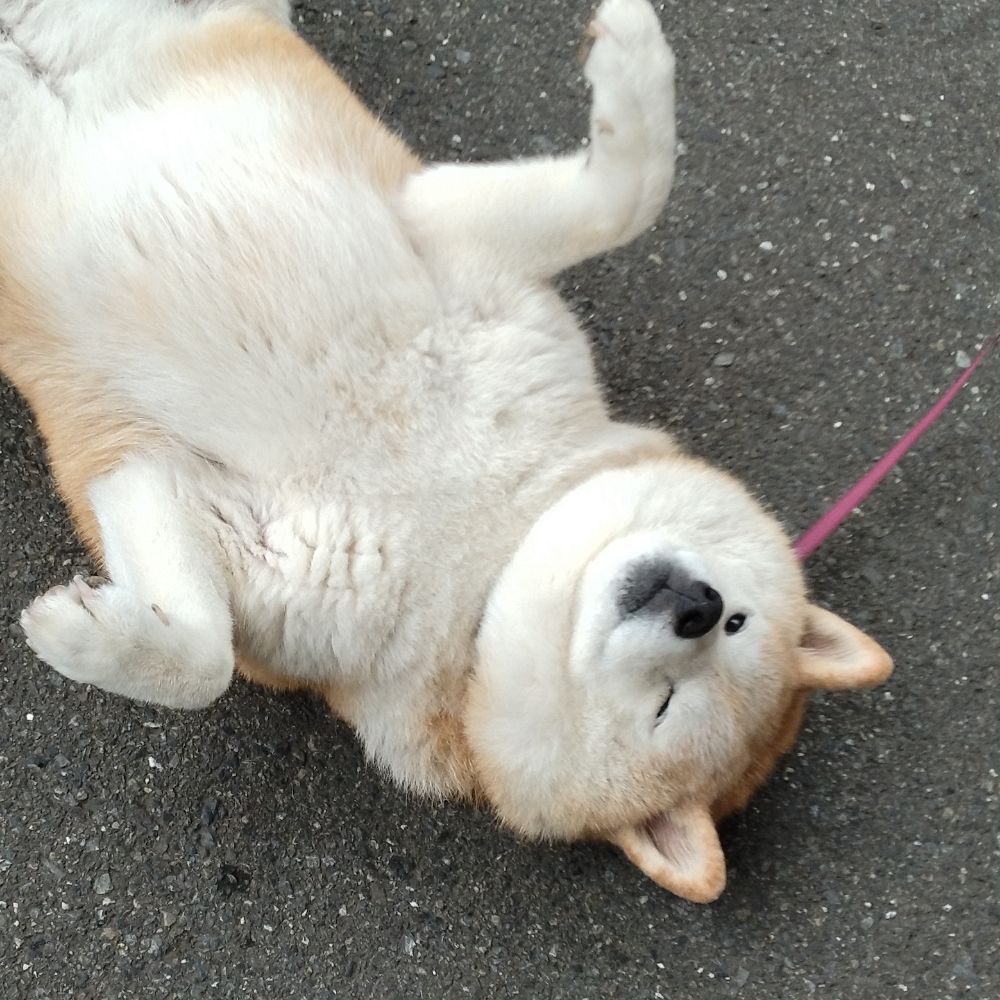 きこ