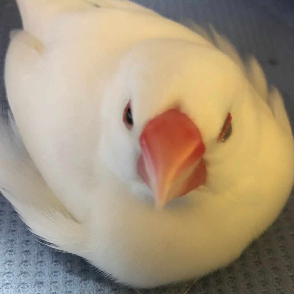 さ。