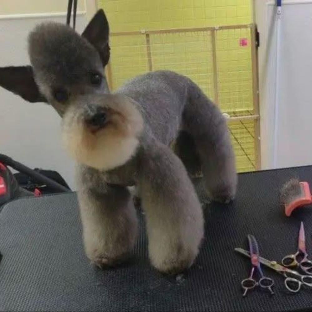 위험한개주의