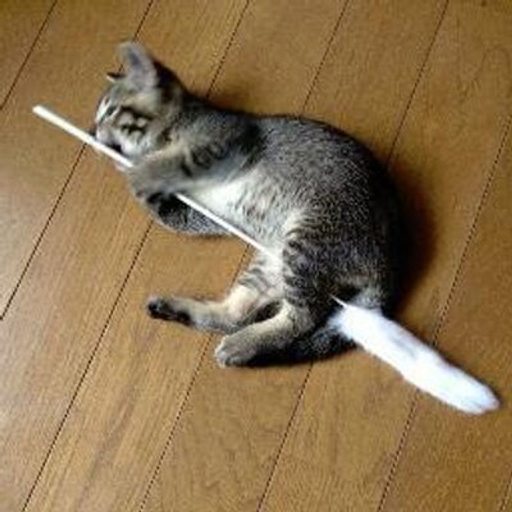 ノッチ森永