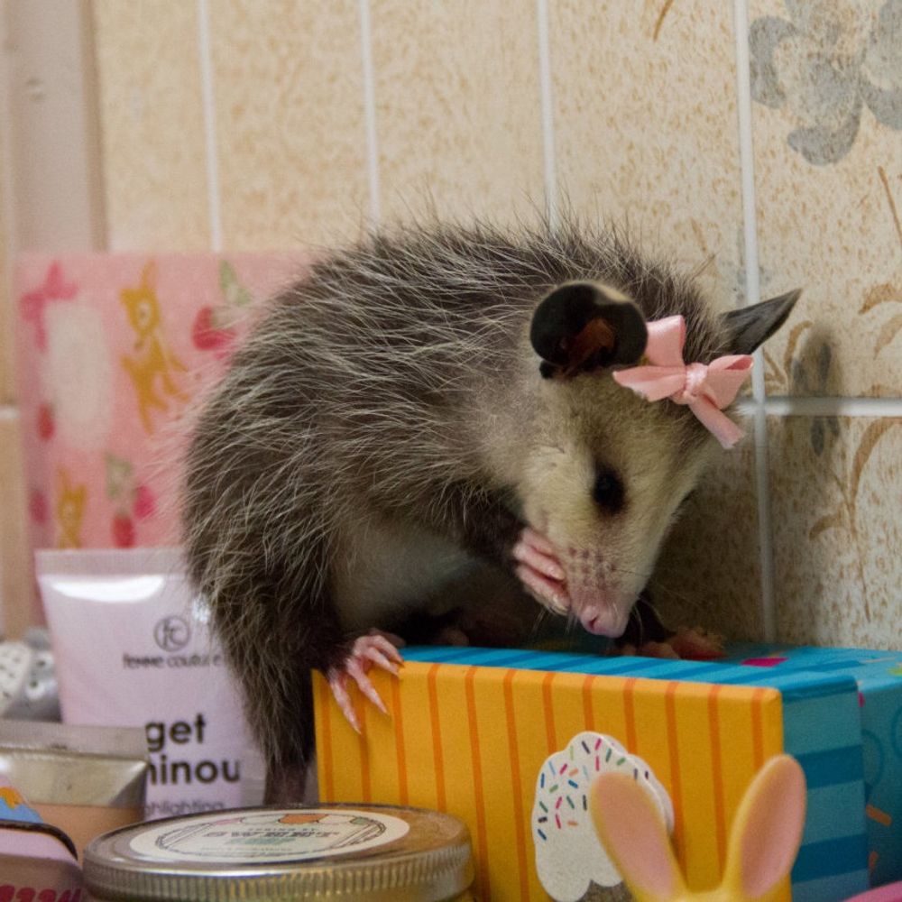 Possum