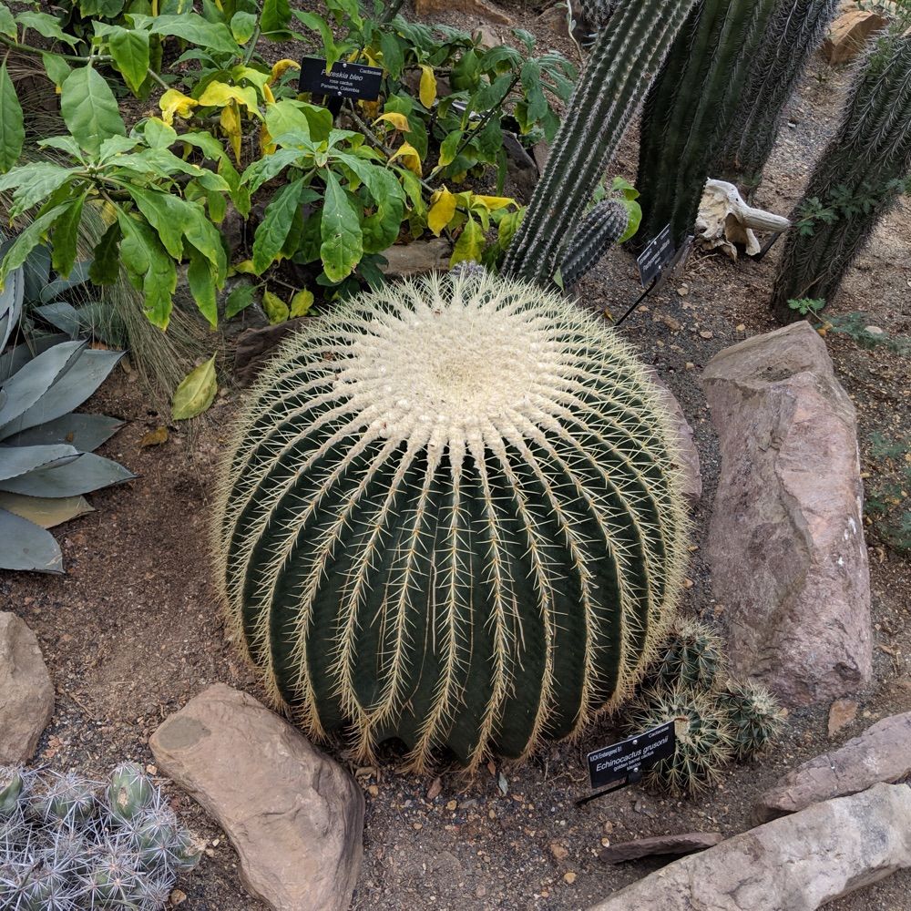 Classy Cactus