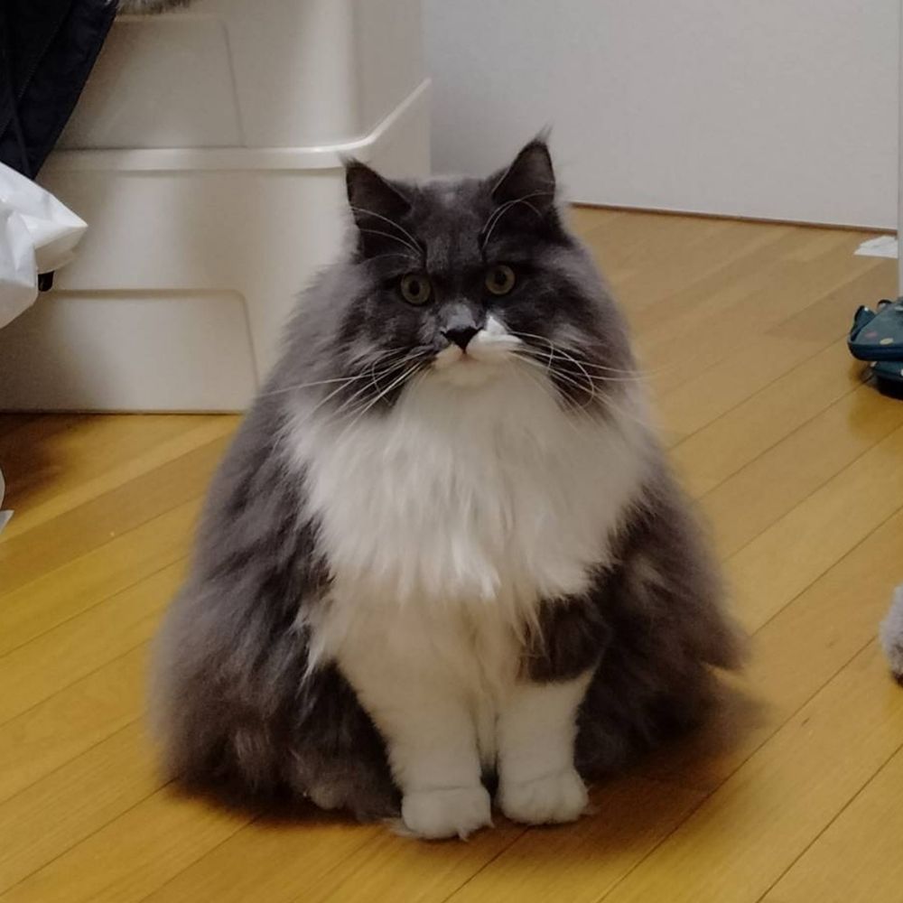 マツリ