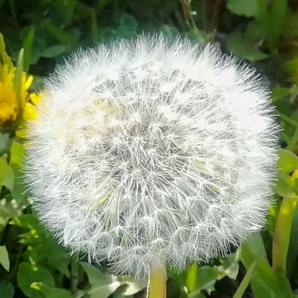 ハインツ