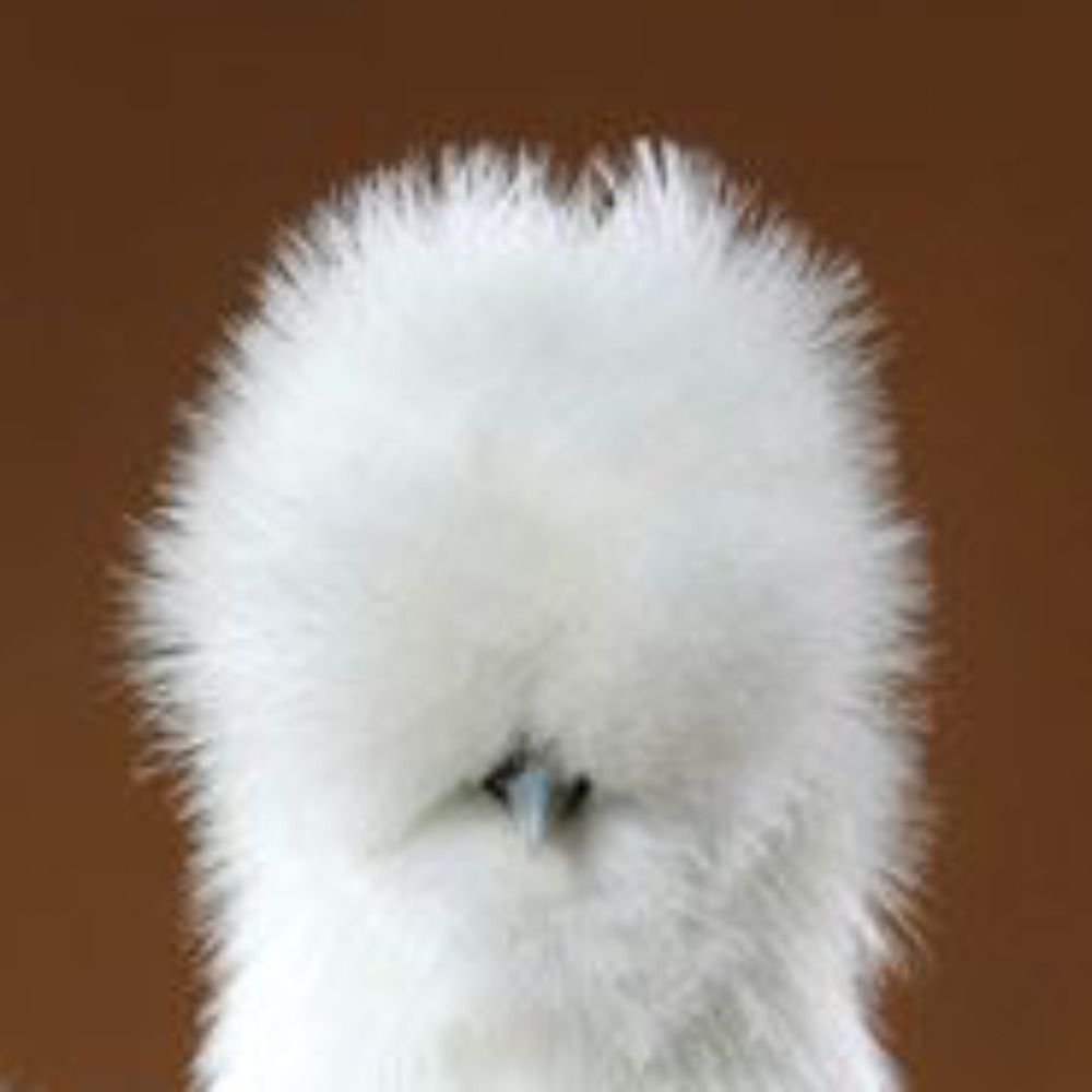 Poof Birb 🏴 ⸸'s avatar