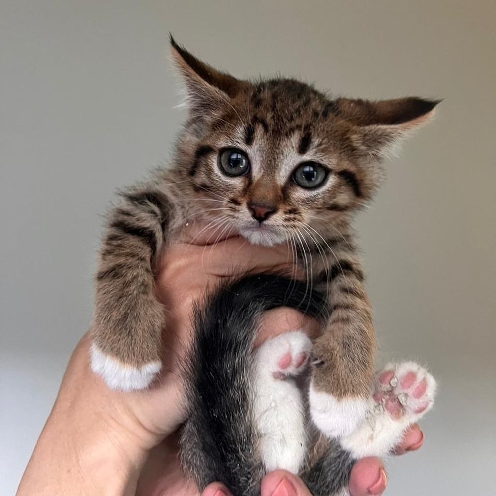 Michelle fluffy paws😻🐾
