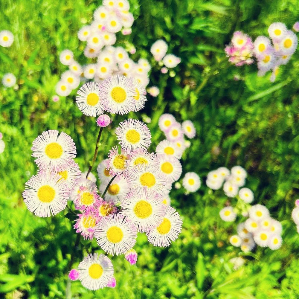 たんたかたん