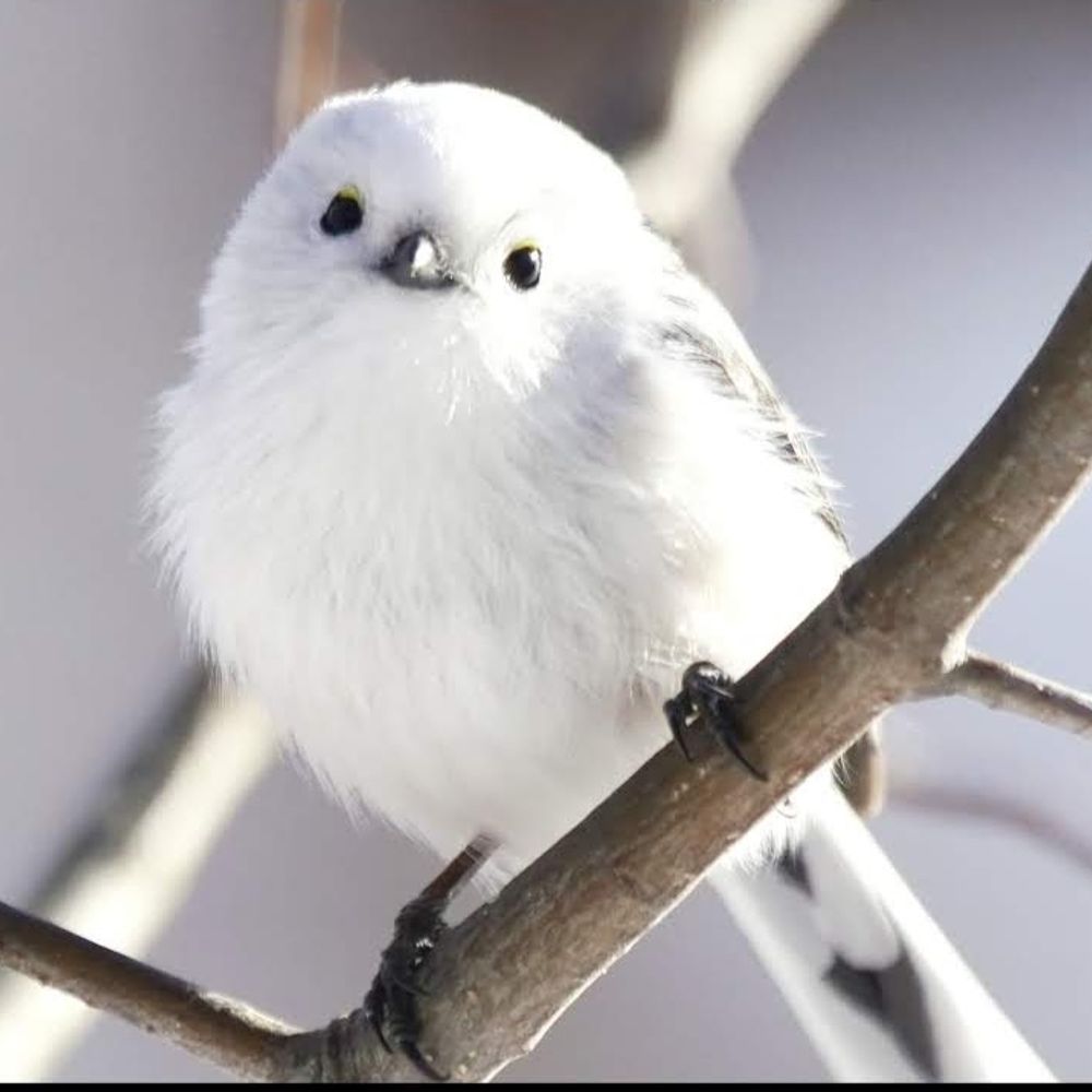 ぽんちゃん