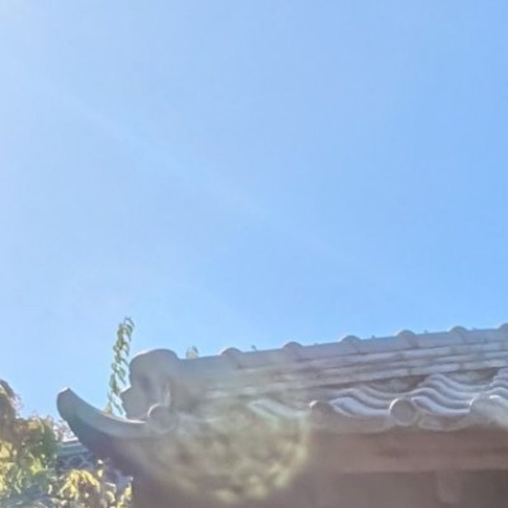 魅月