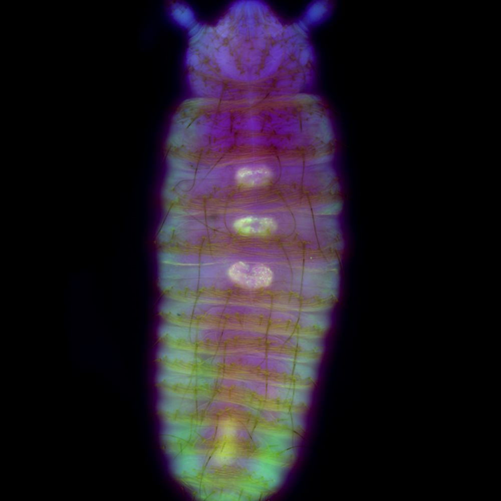 Insect Symbiosis Lab