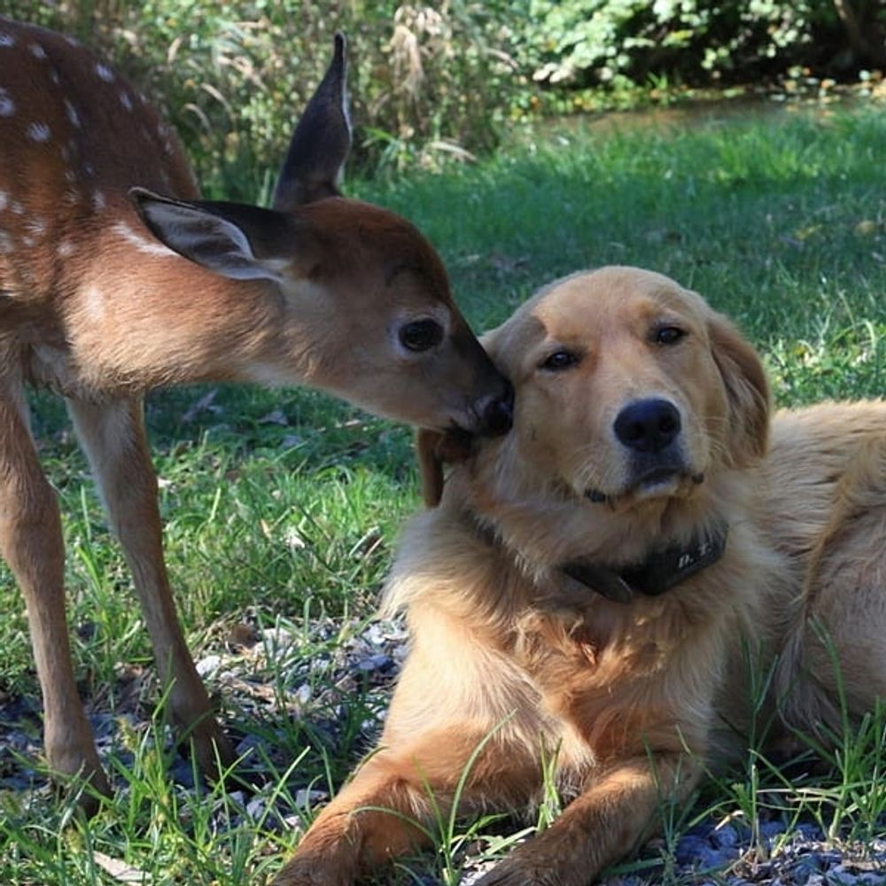 Animal Autism Hour Podcast
