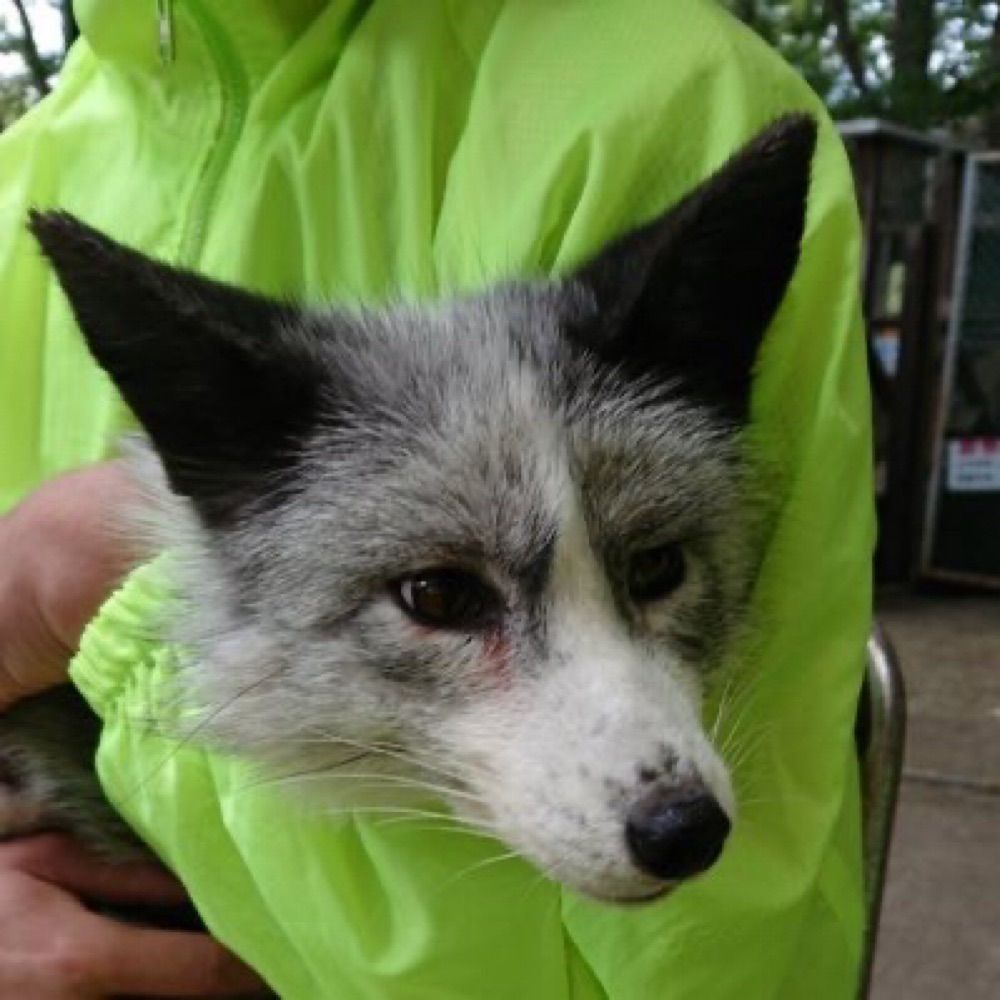 fox rogers