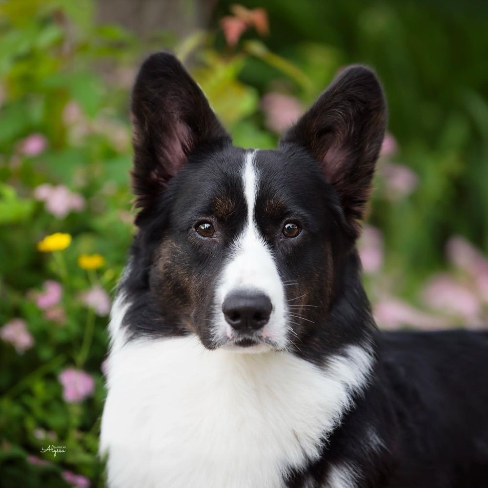 Kipperton Kennels