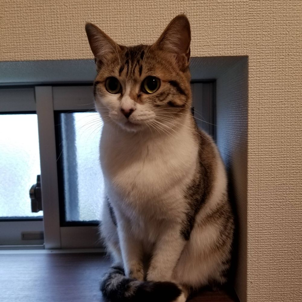 ヒラ社員