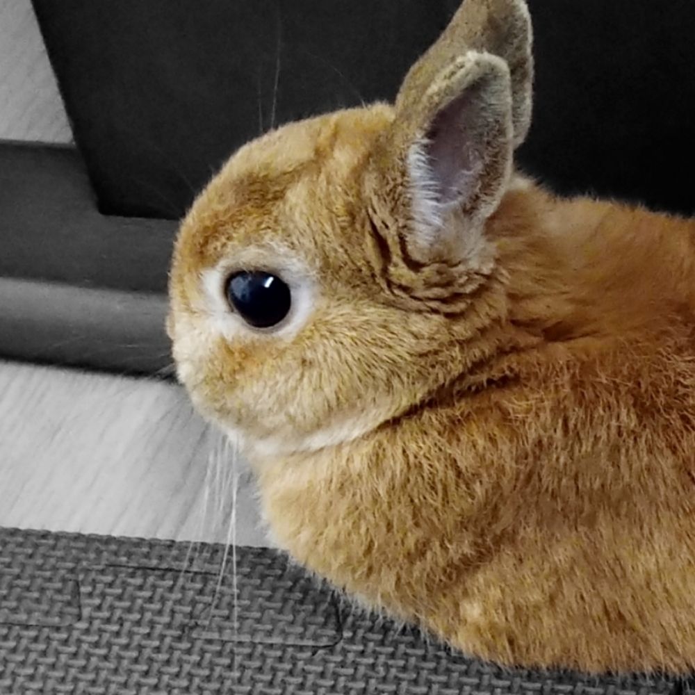 がりれを