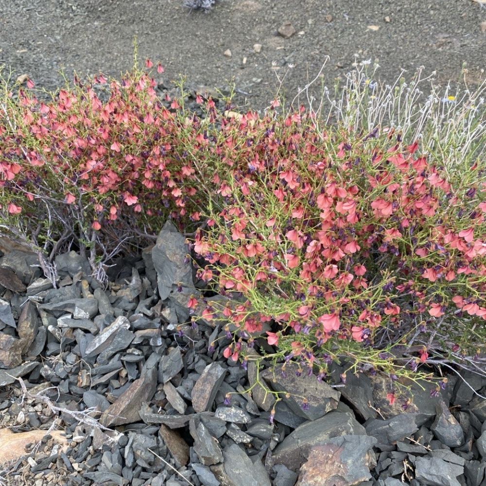KAROO PLANTS