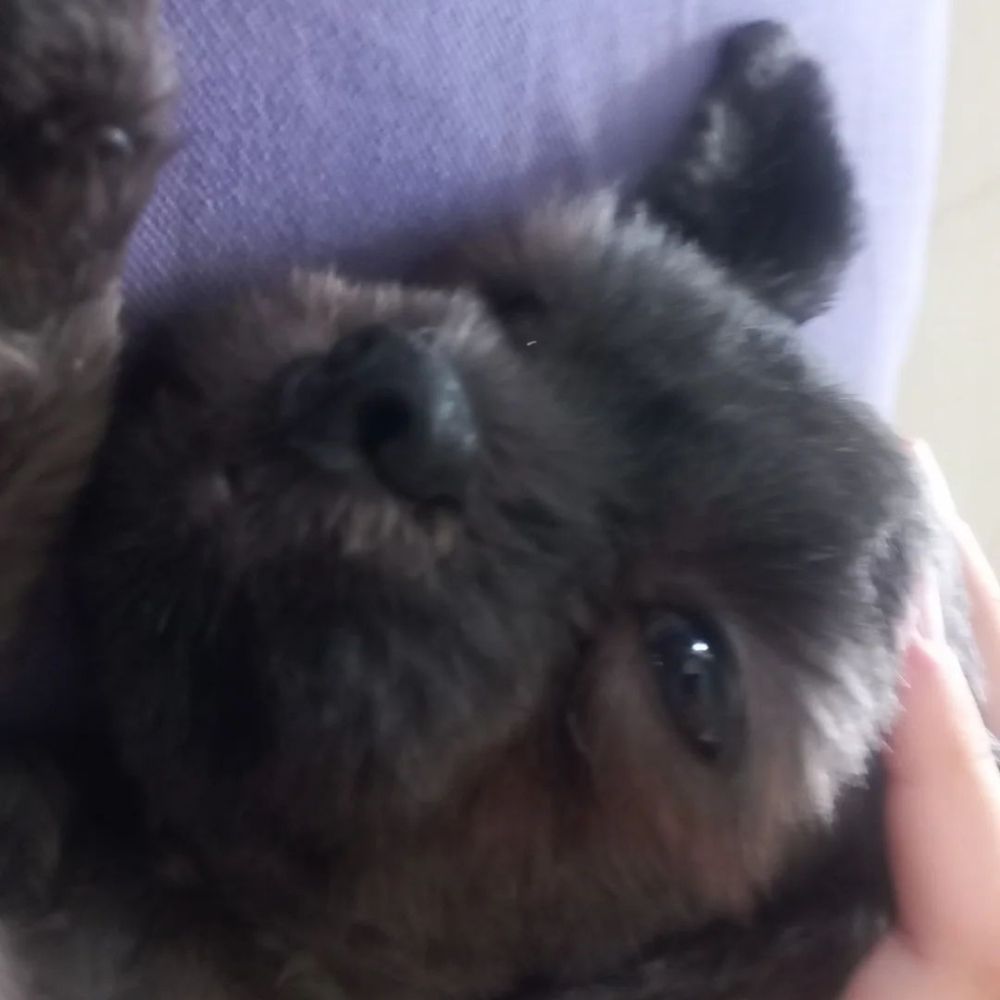 bichona