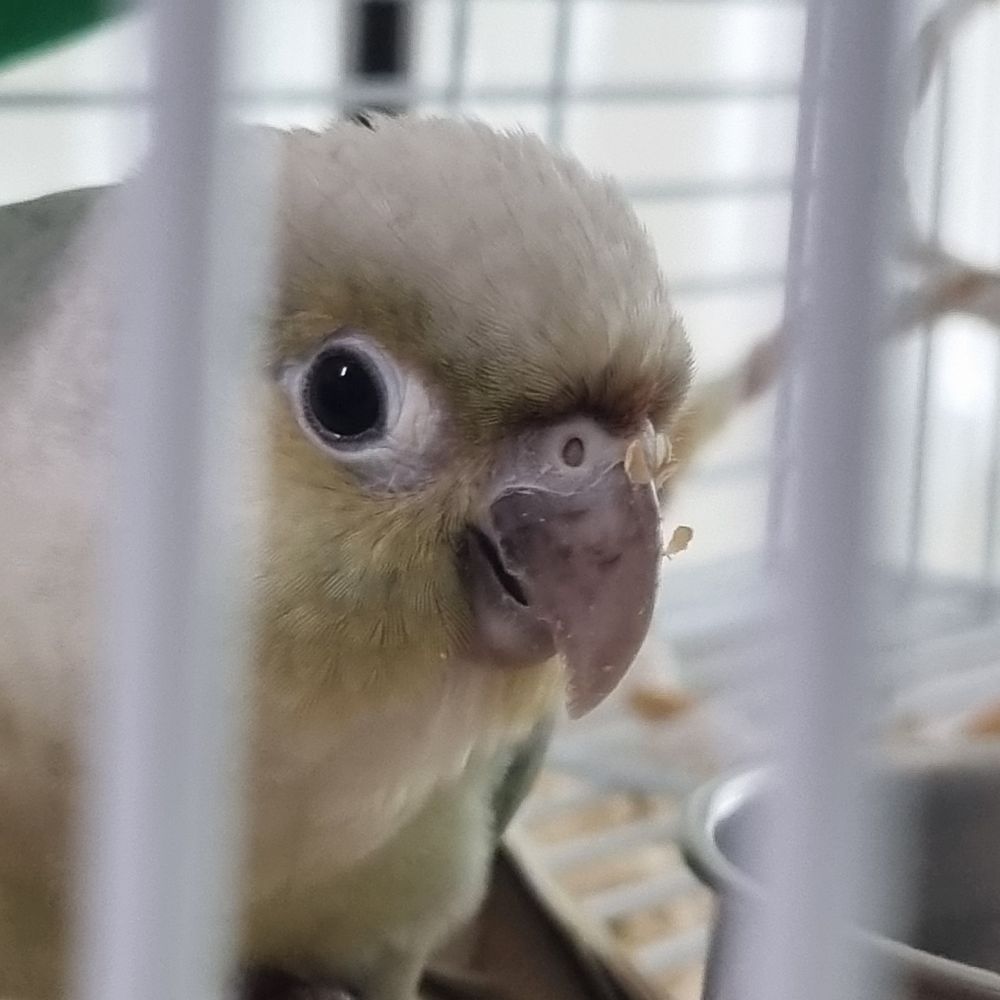 기성배쿤