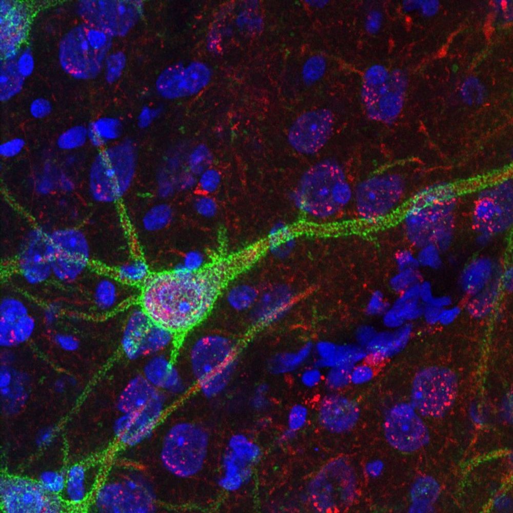 Hafting-Fyhn Lab