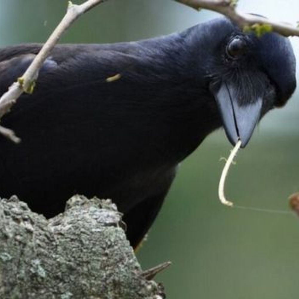 Crow