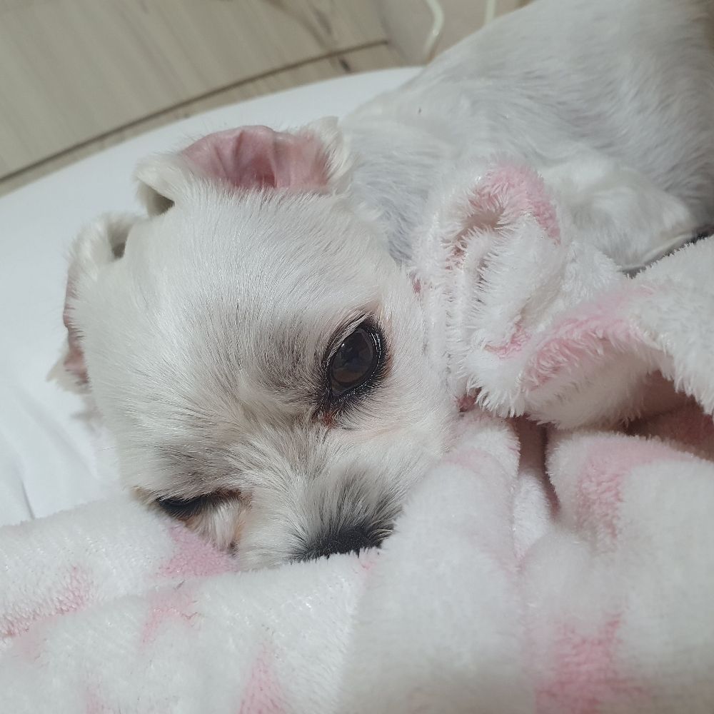 개밥바라기