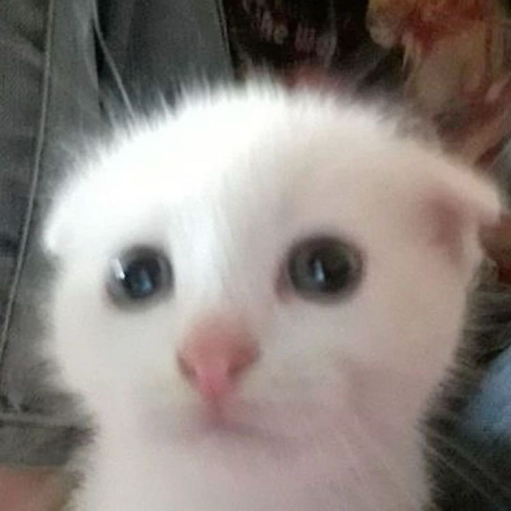 Kiwii