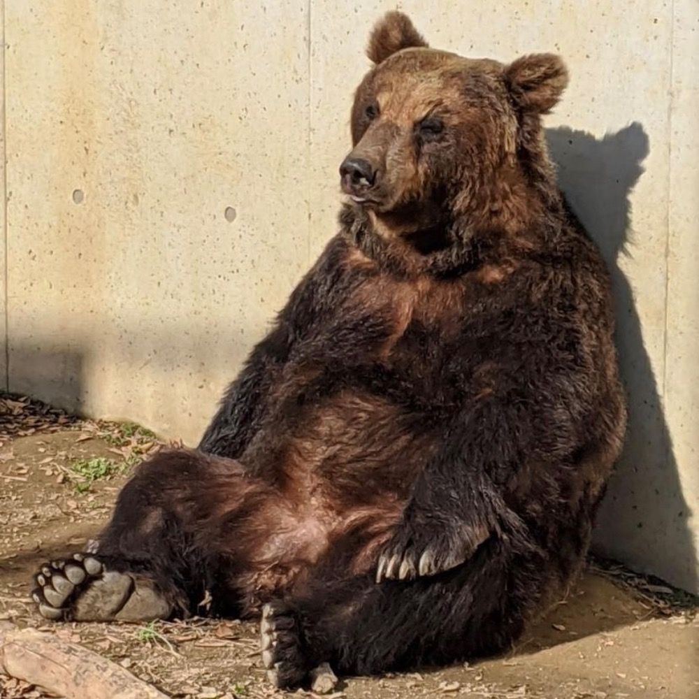el oso ingobernable