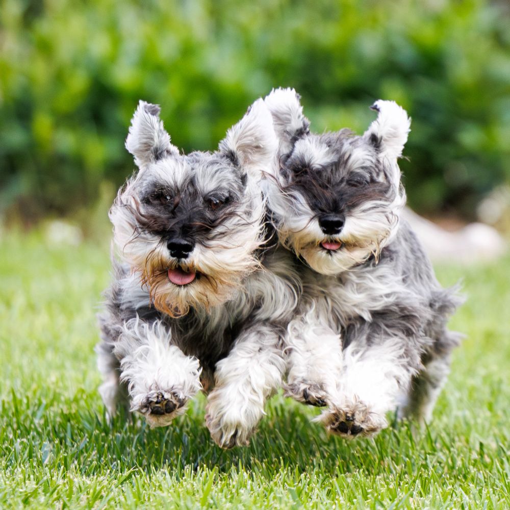 Agile schnauzers