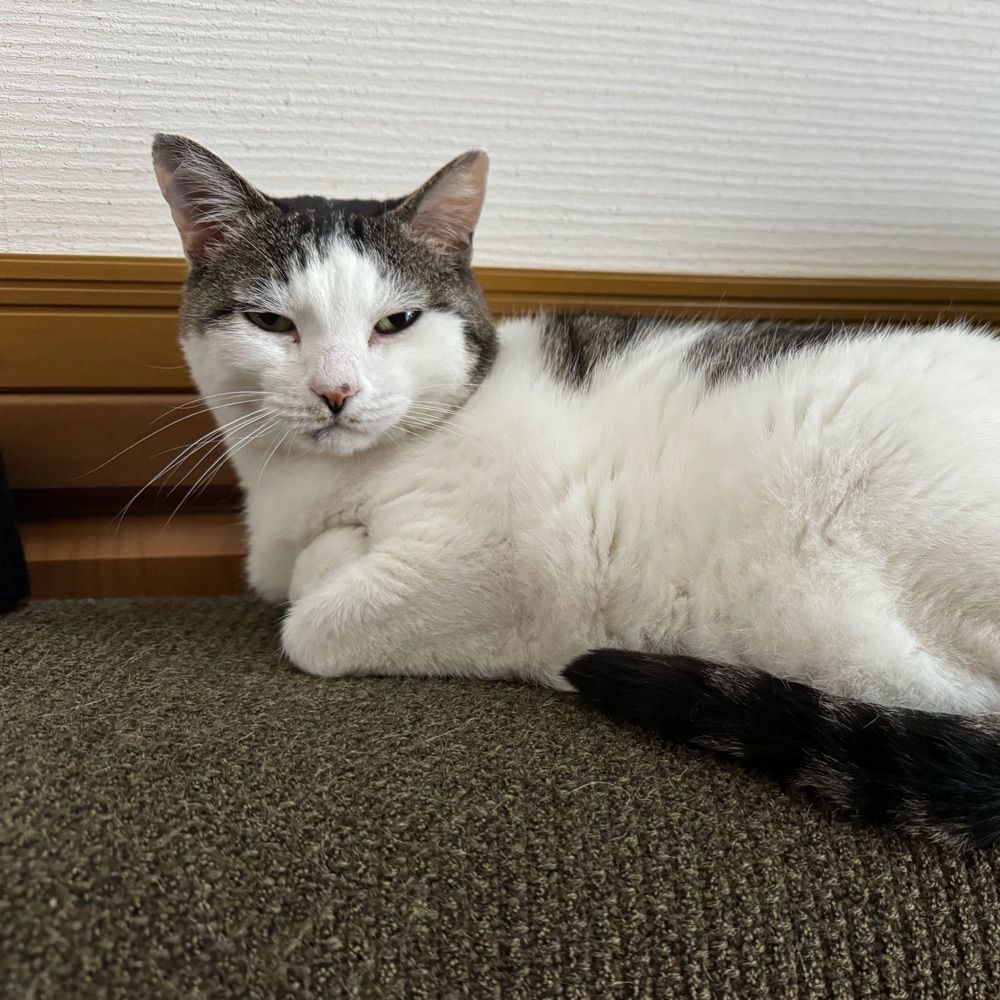 ぼんずら